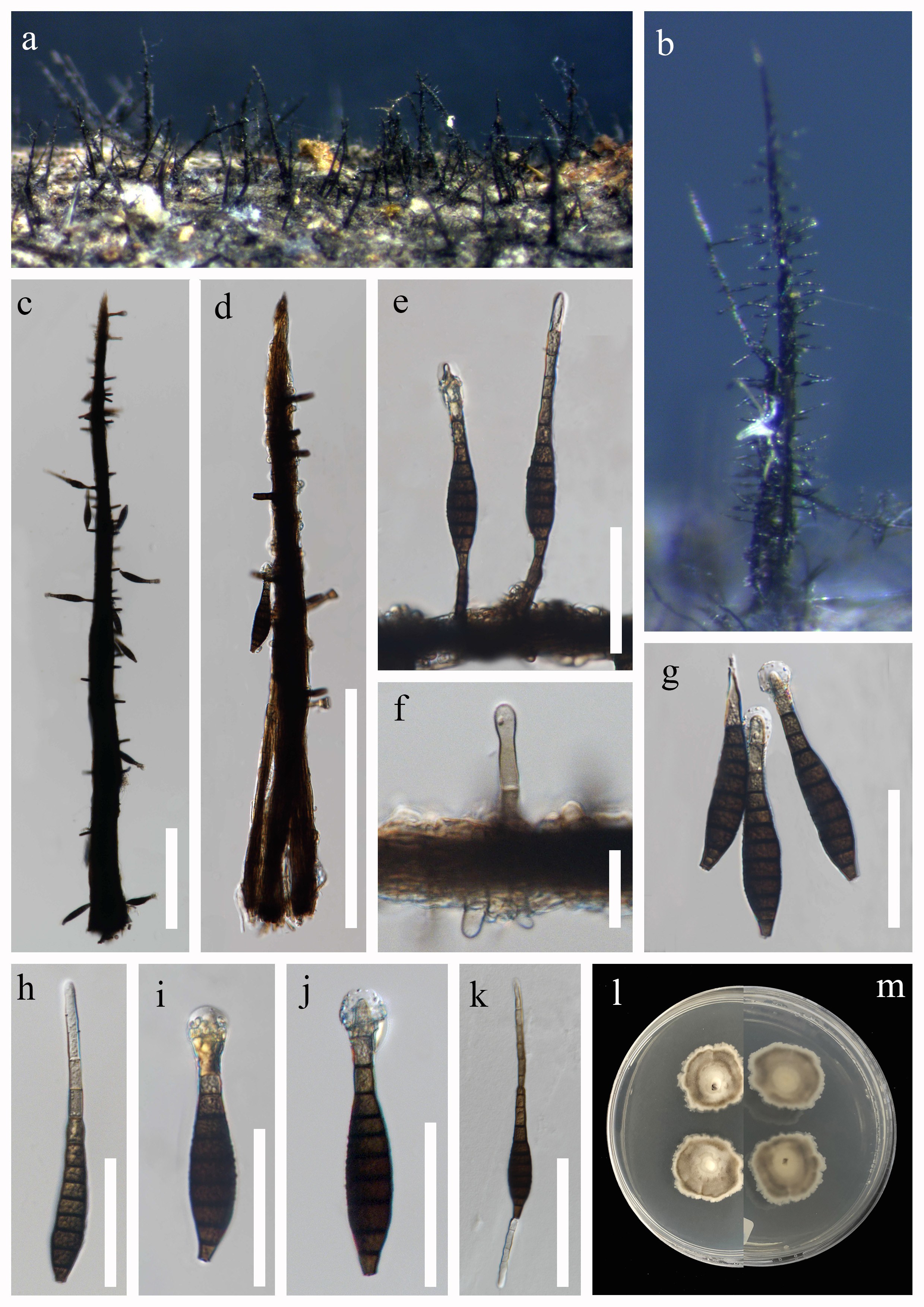 Figure 36